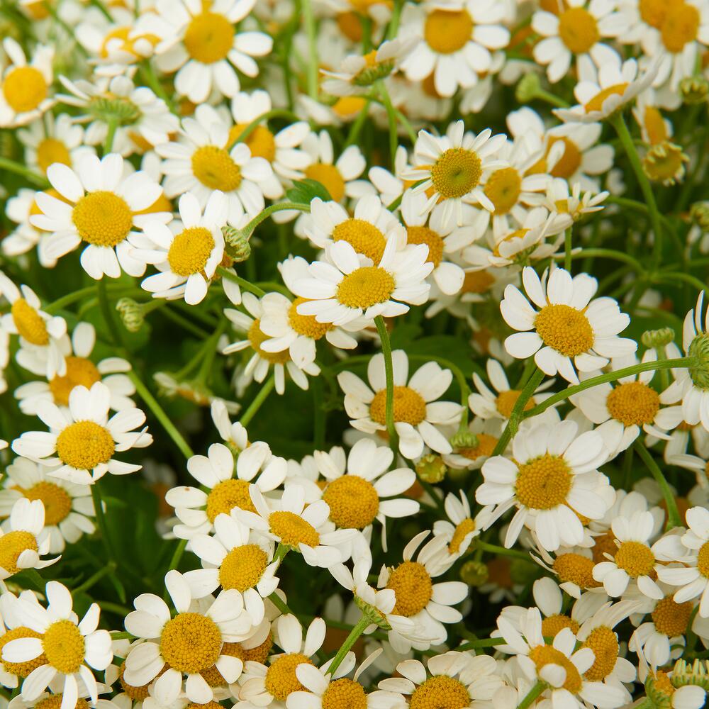 Букет из 25 ромашек 4