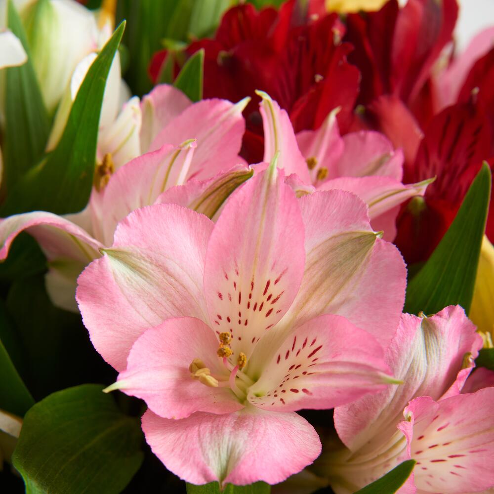 Букет из 21 альстромерии 4